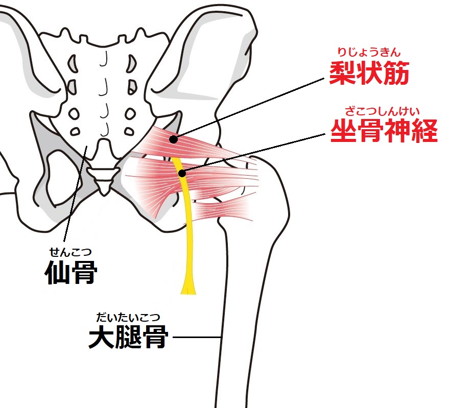 梨状筋症候群 坐骨神経痛 ダエンからマル Lab ラボラトリー ダエンからマル施術院